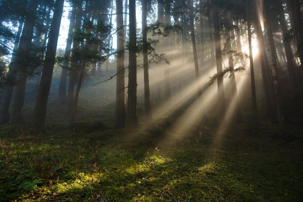 лес солнце