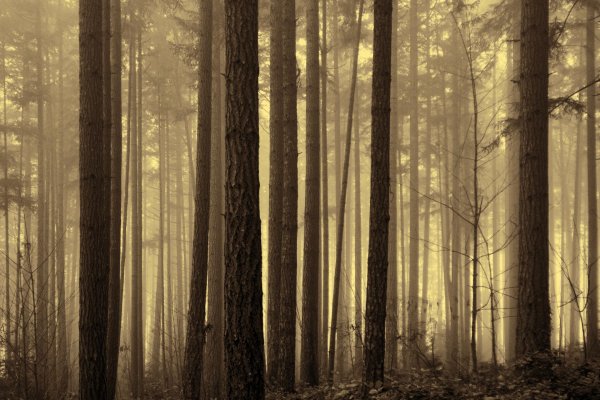 сосновые леса