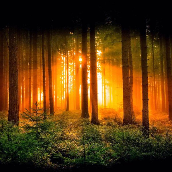 пейзажи лес