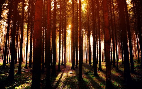 сосновые леса