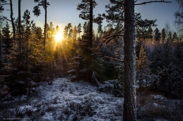 зимние пейзаж