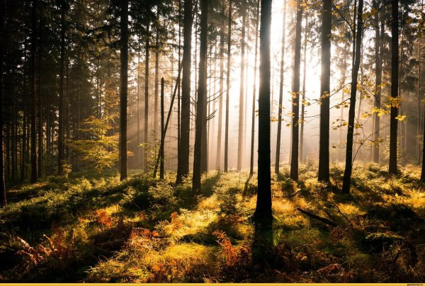 сосновые леса