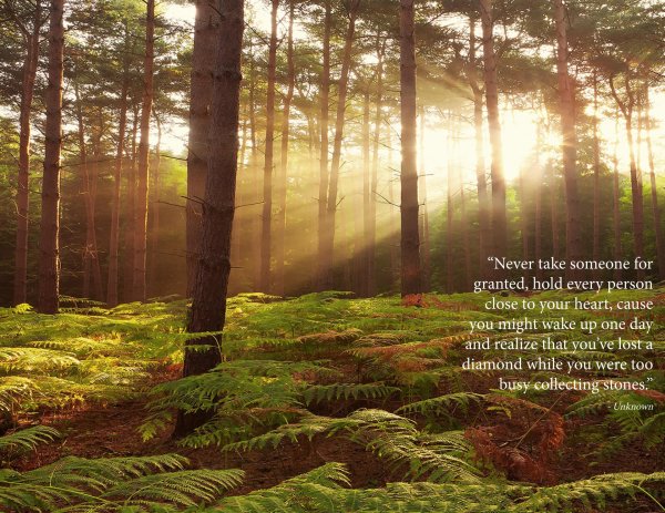 красивые леса