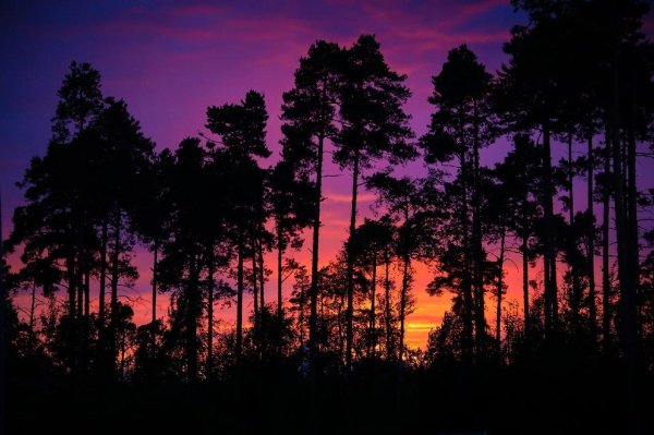 в сосновом лесу