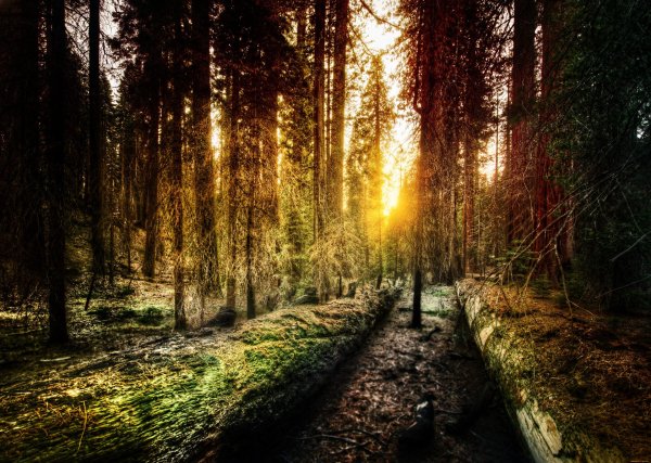 красивые леса