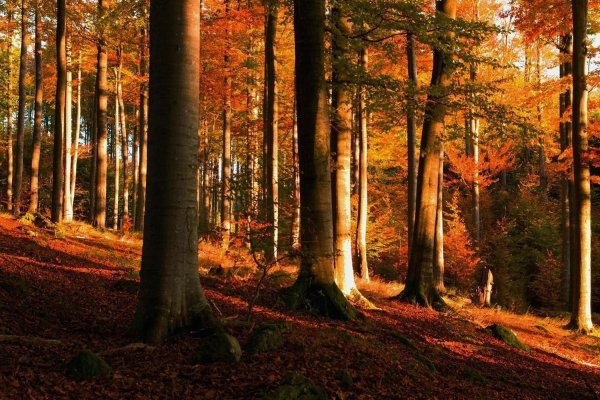 осенние леса