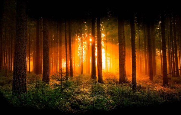 красивые леса