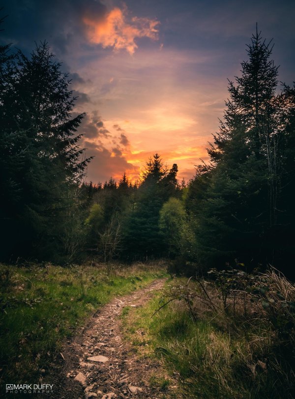 закат над лесом