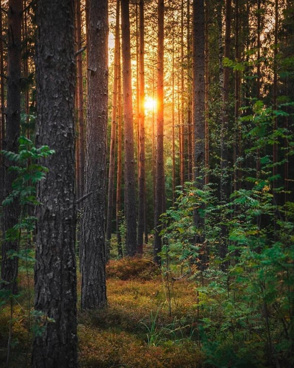 сосновые леса