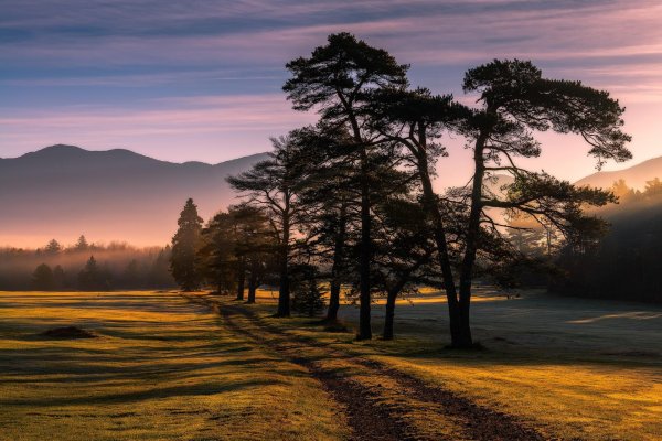 сосны на закате