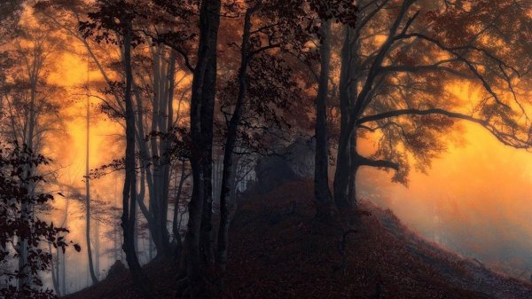 туман осень