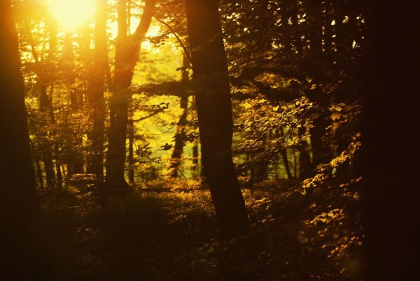 лесной закат