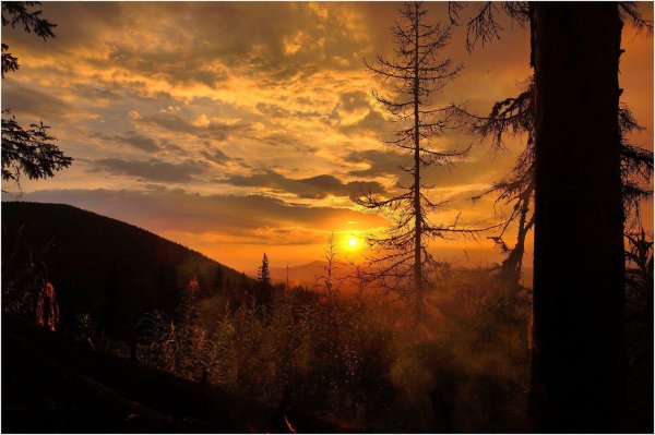 рассвет в тайге