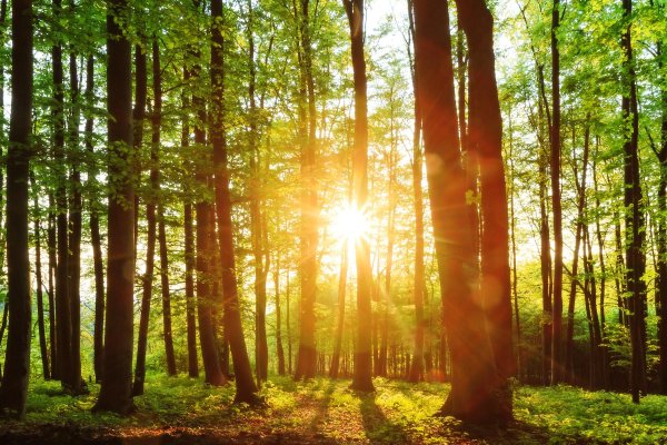 sound of nature forest