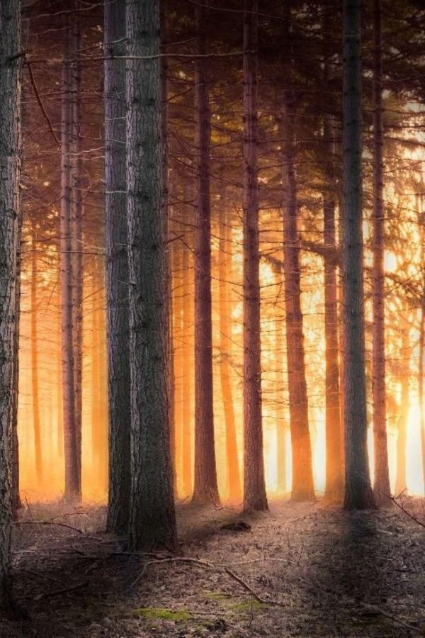 красивые леса