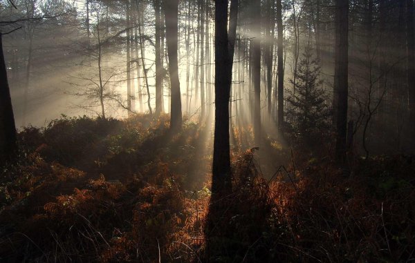 пейзажи лес