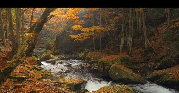 ручей в лесу