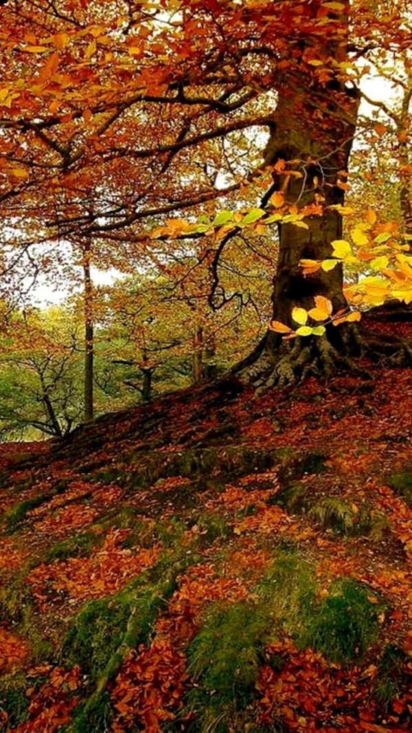 живая осень