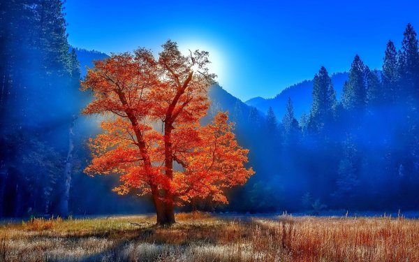 дерево осеннее