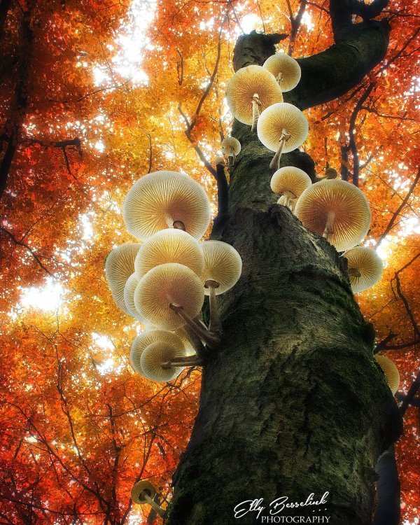 oudemansiella mucida