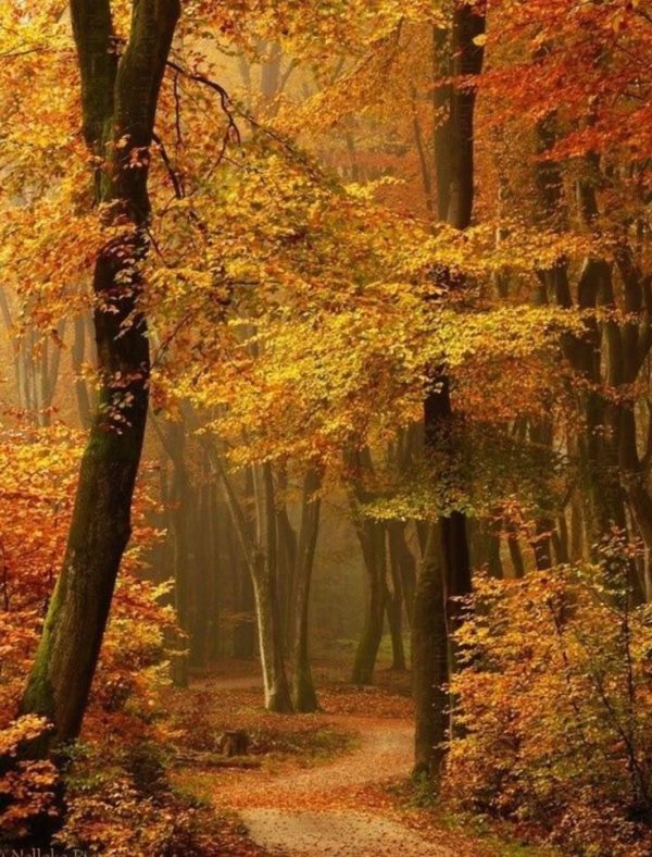 лес осенний