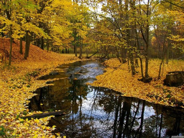 пушгоры осень