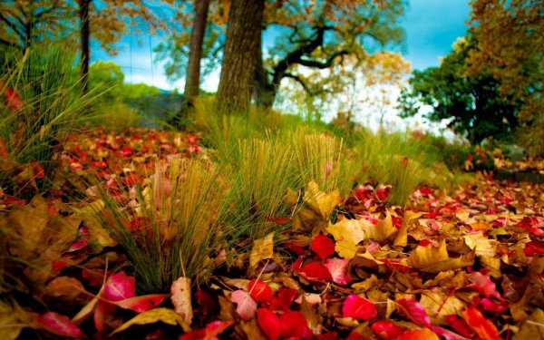 яркая природа