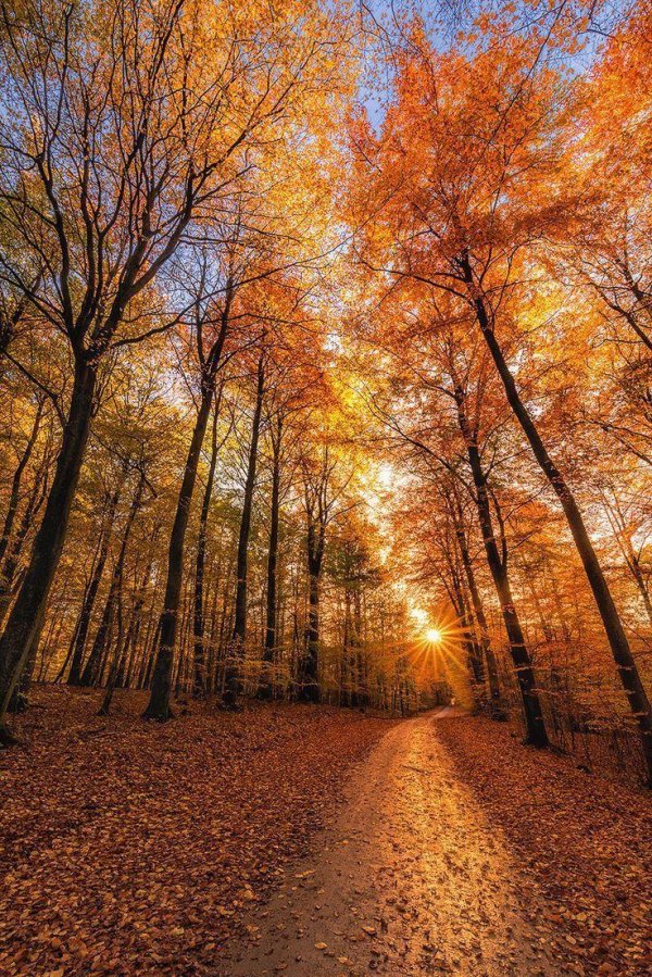 осенний лес