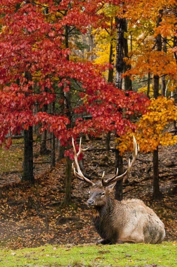 животные осенью