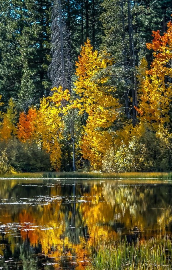 пейзаж осеннего леса