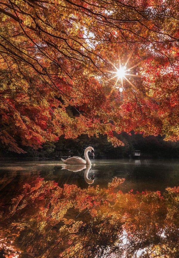 осень лебеди