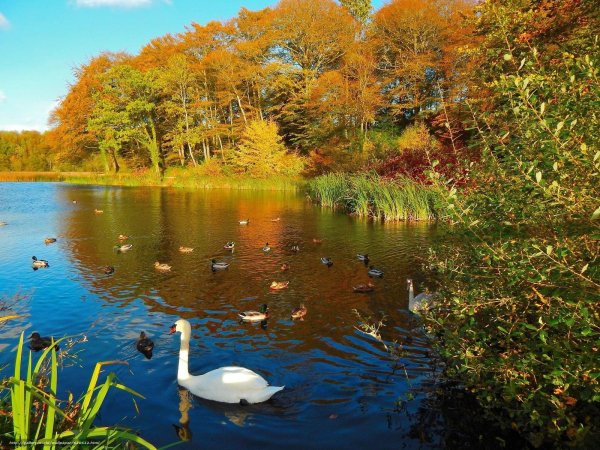 лебединый пруд елагин остров