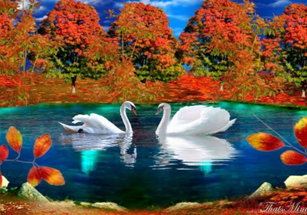 лебеди осенью