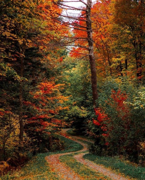 в осеннем лесу