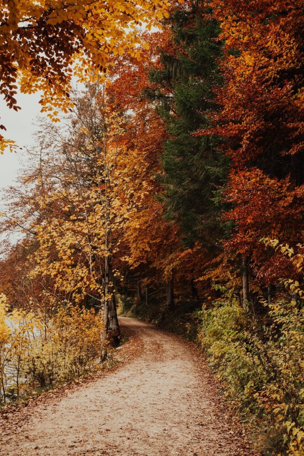 в осеннем лесу