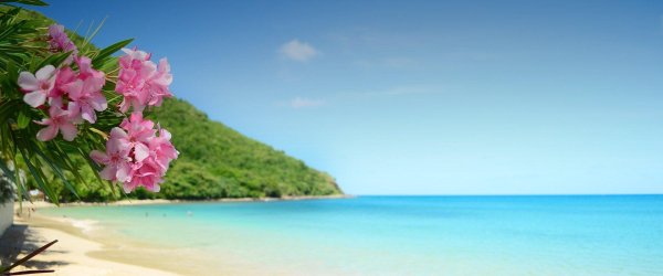 олеандр обыкновенный