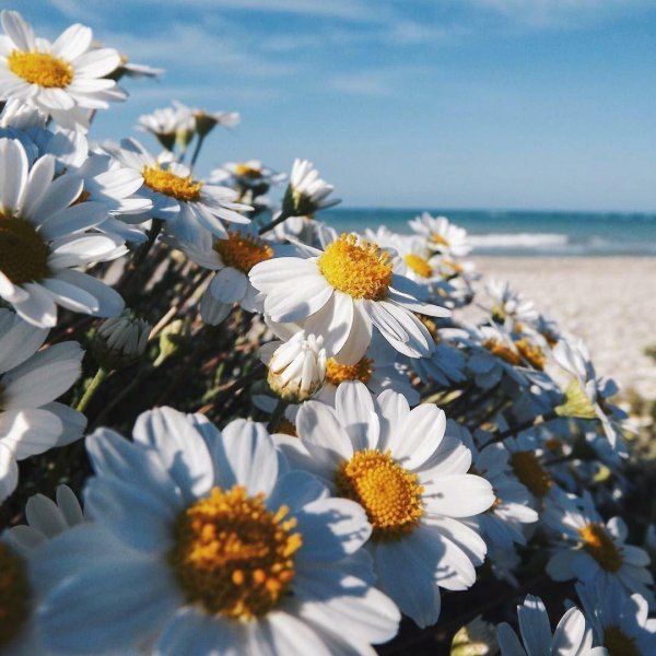 шикарные ромашки