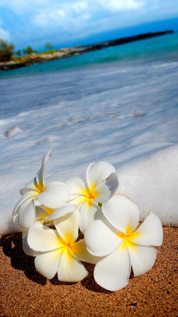 плюмерия голубая