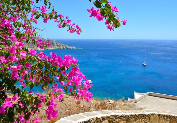 крит бугенвиллия