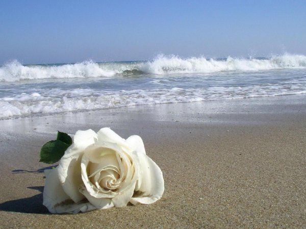 розы на фоне моря