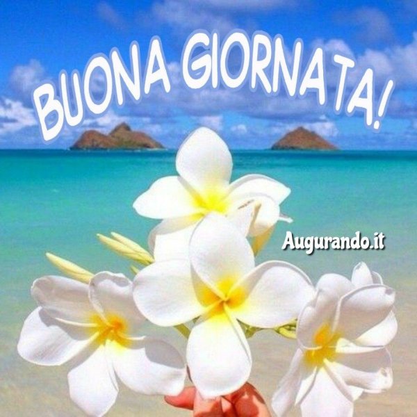 плюмерия гавайи