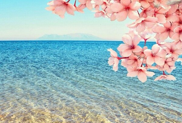 море цветов