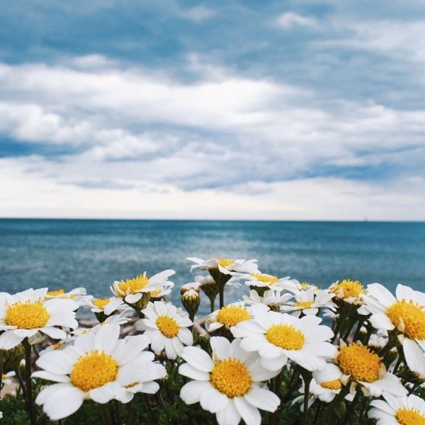 море ромашек