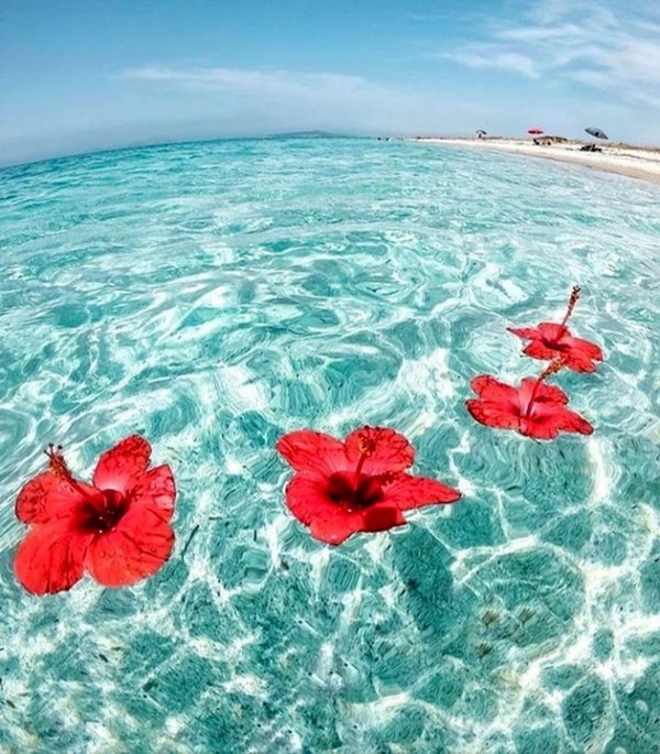 пляж с цветами