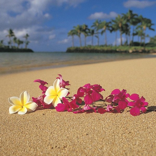 алоха гавайи