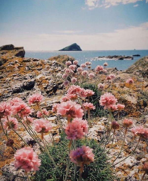 природа пинтерест