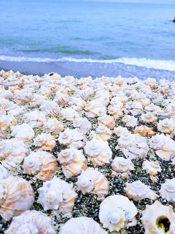 ракушечный пляж