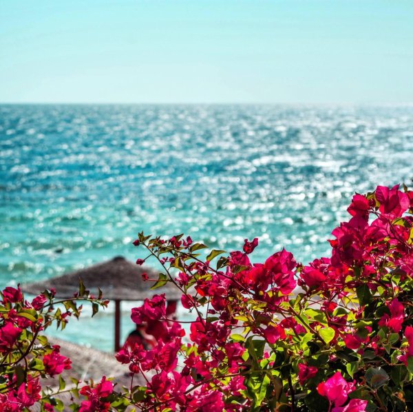 цветок бугенвиллия