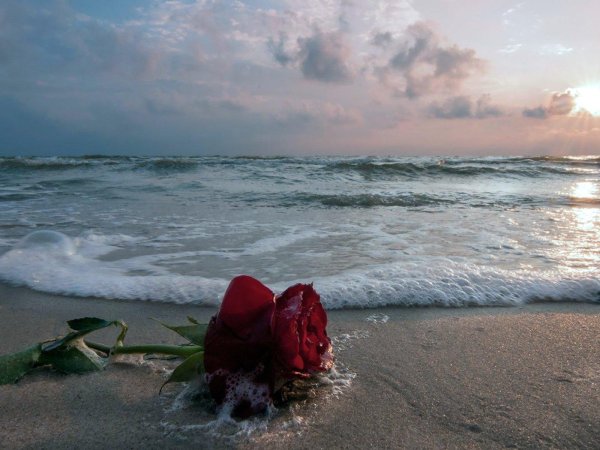 красивые розы на пляже