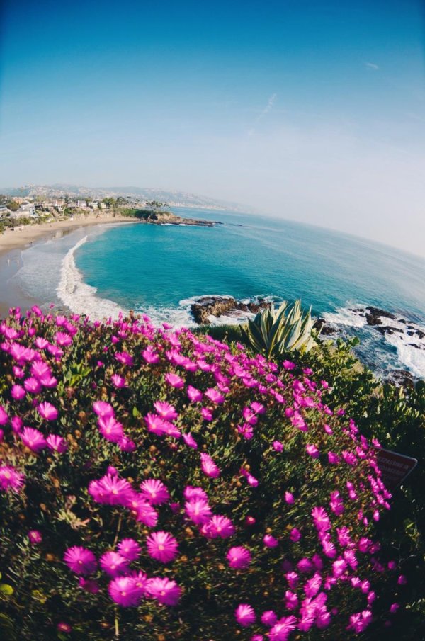 море цветов